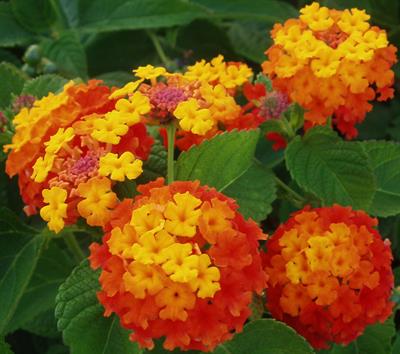 Lantana camara - شاهپسند درختی